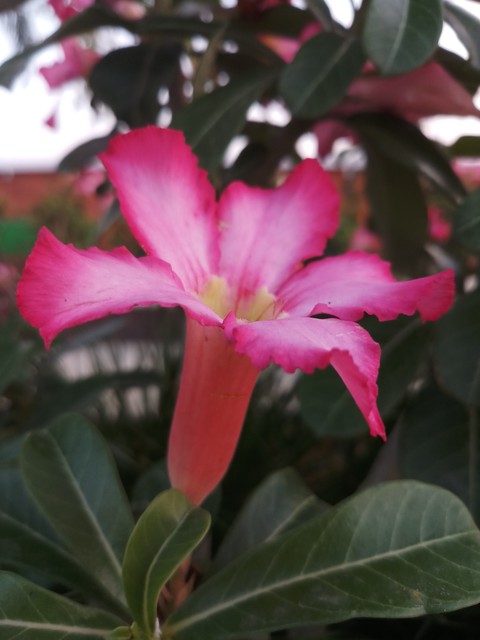 sfondi flower, petal
