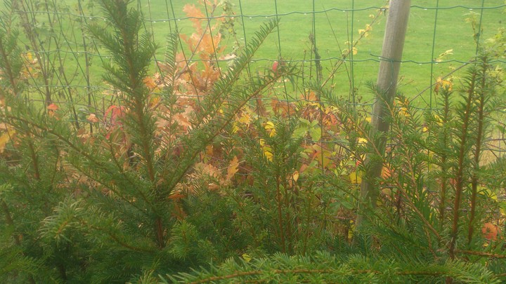 mini Christmas tree with autumn leaves