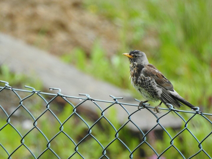 Bird