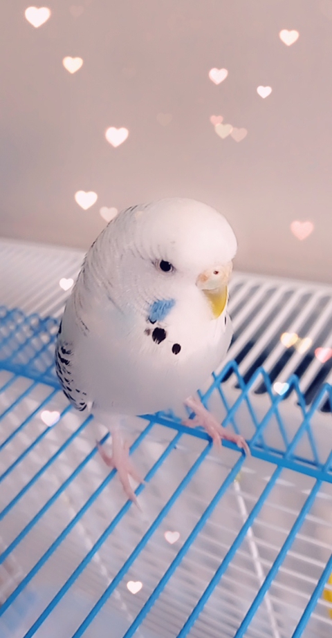 خلفيات White, azure