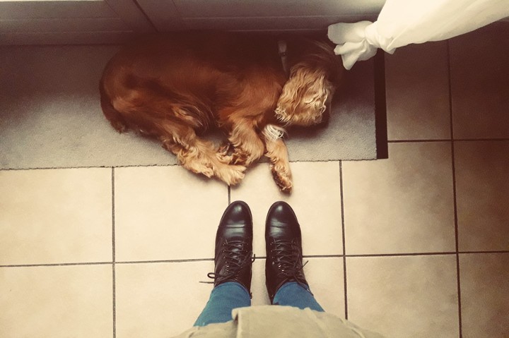 sleepy dog
