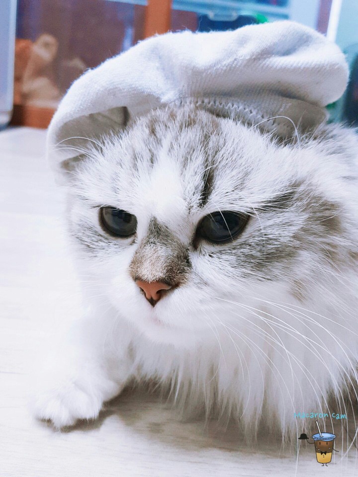 모자쓴 고양이