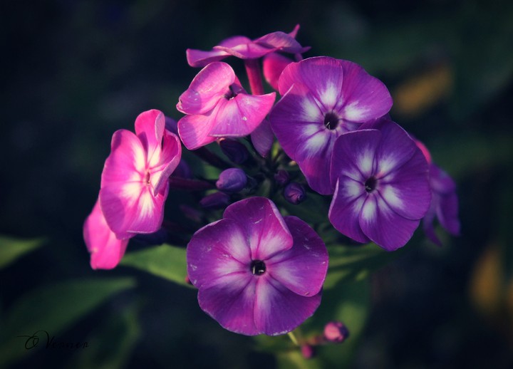 O.V. ❇️❤️❇️ my flowers