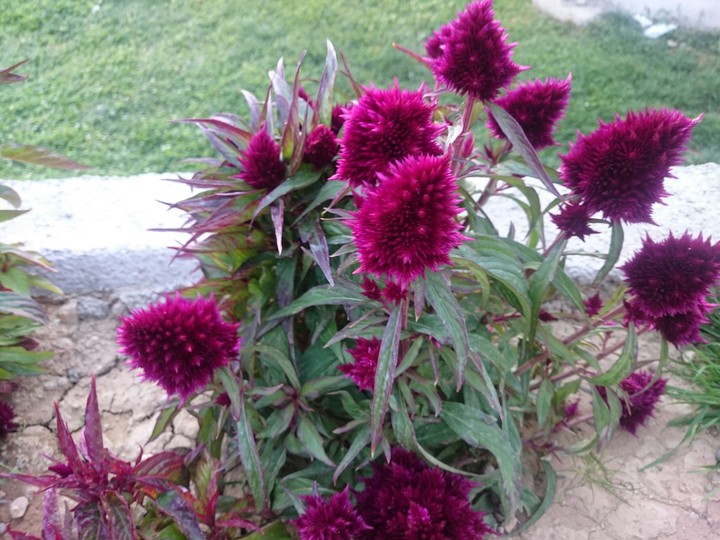 flower