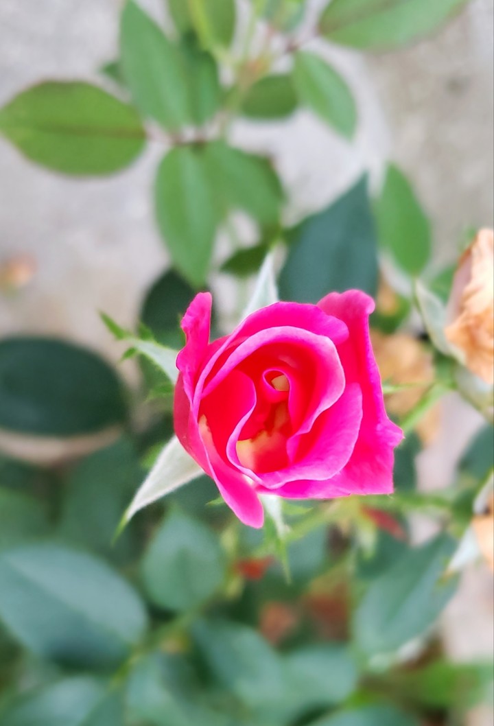 an amateur who likes to capture pretty things