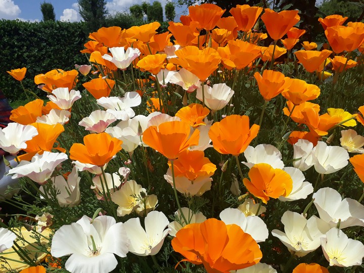 White n orange