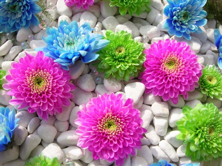 colourful flowers