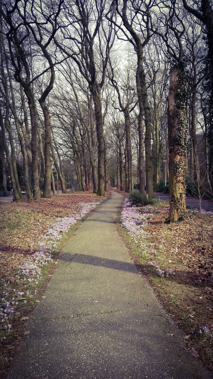 little purple flowers