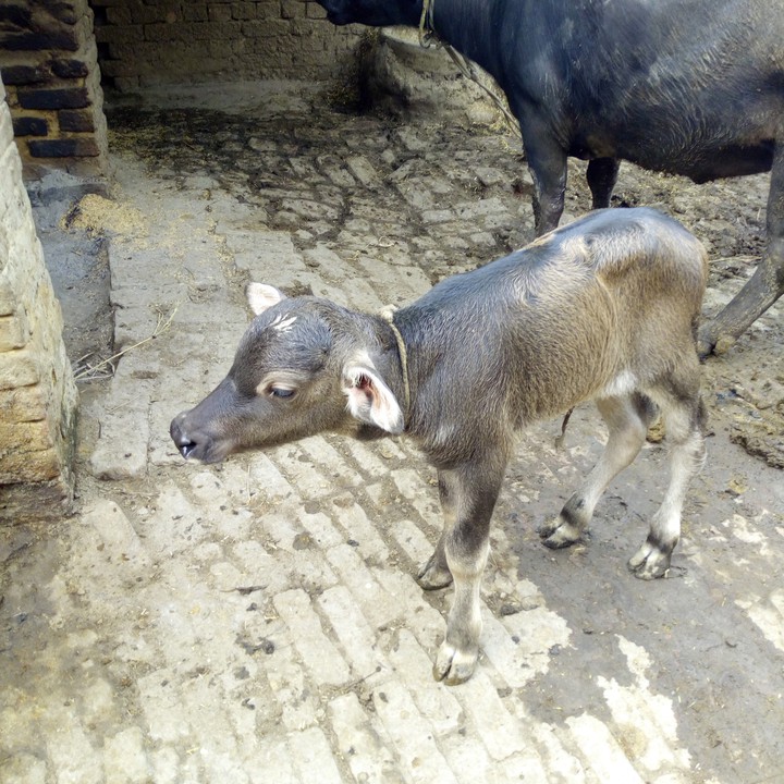 Bafallow ,s kids