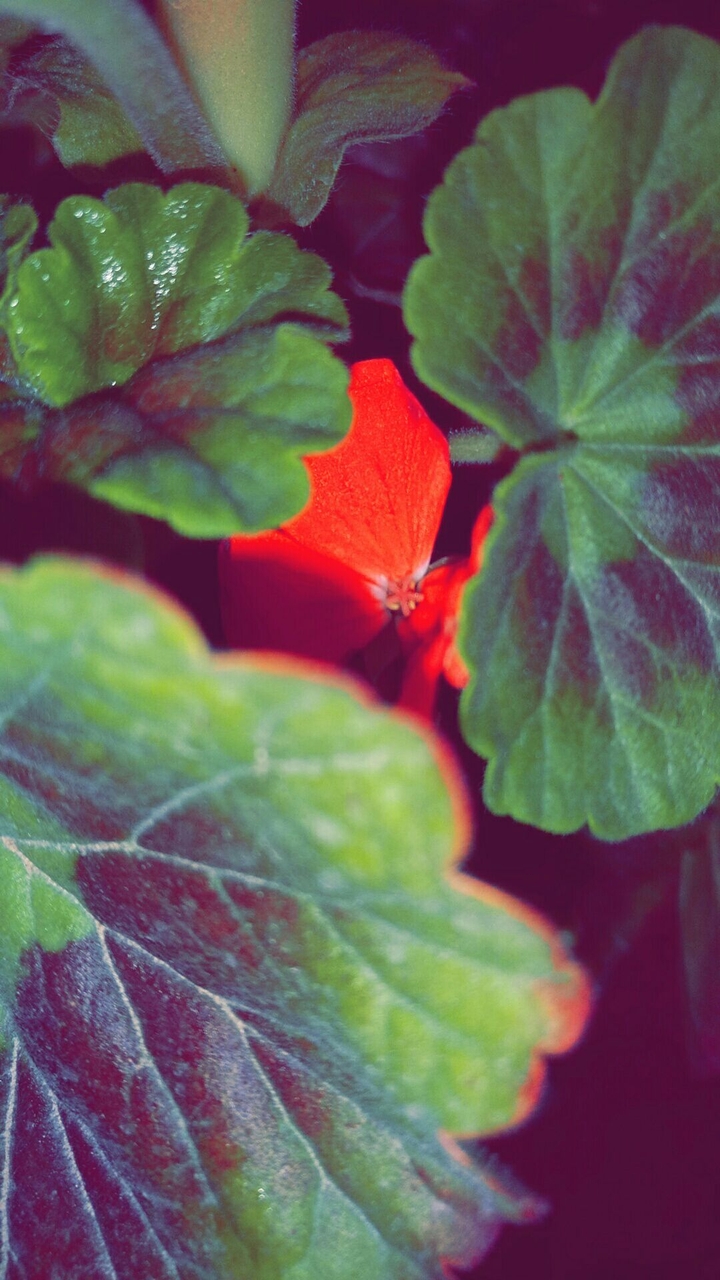 Hidden flower 