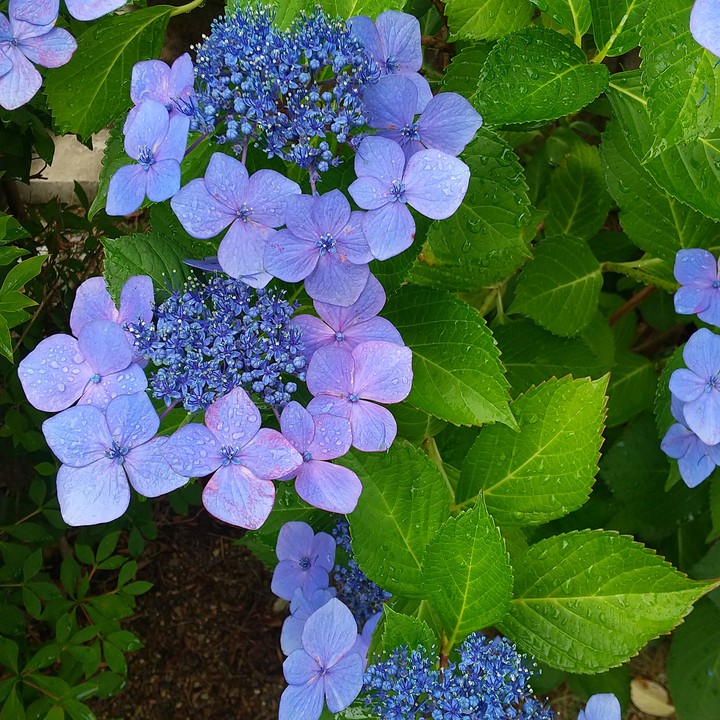 紫陽花