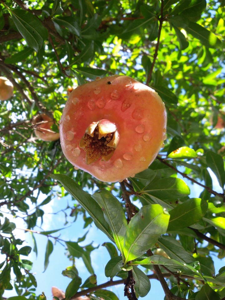 pomegranate