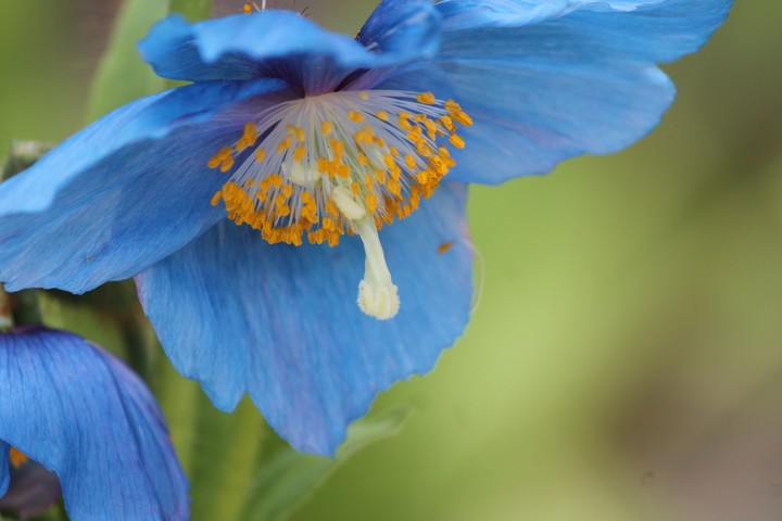 unknown flower