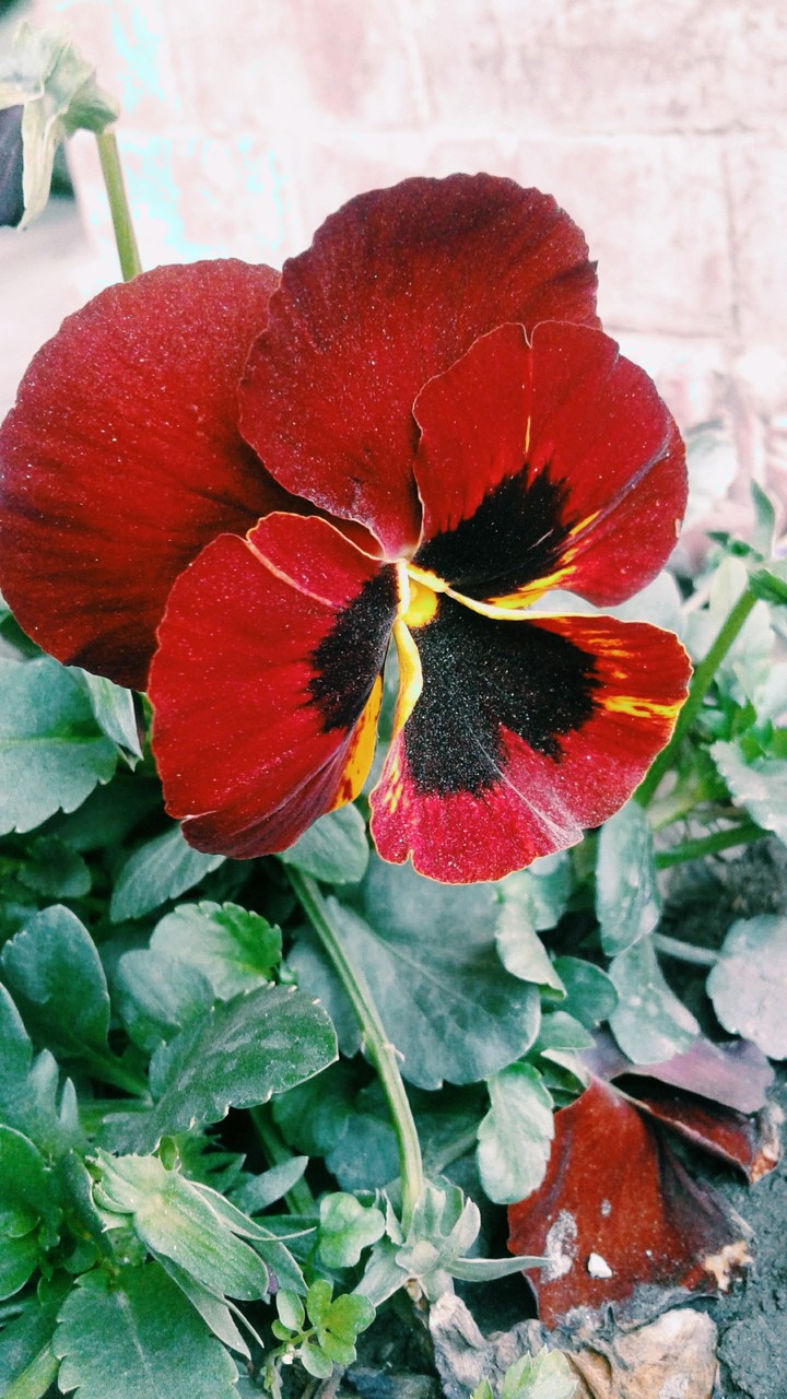 The Colossus Pansy!