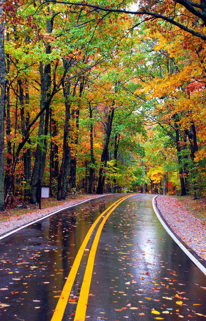 Autumn Road...