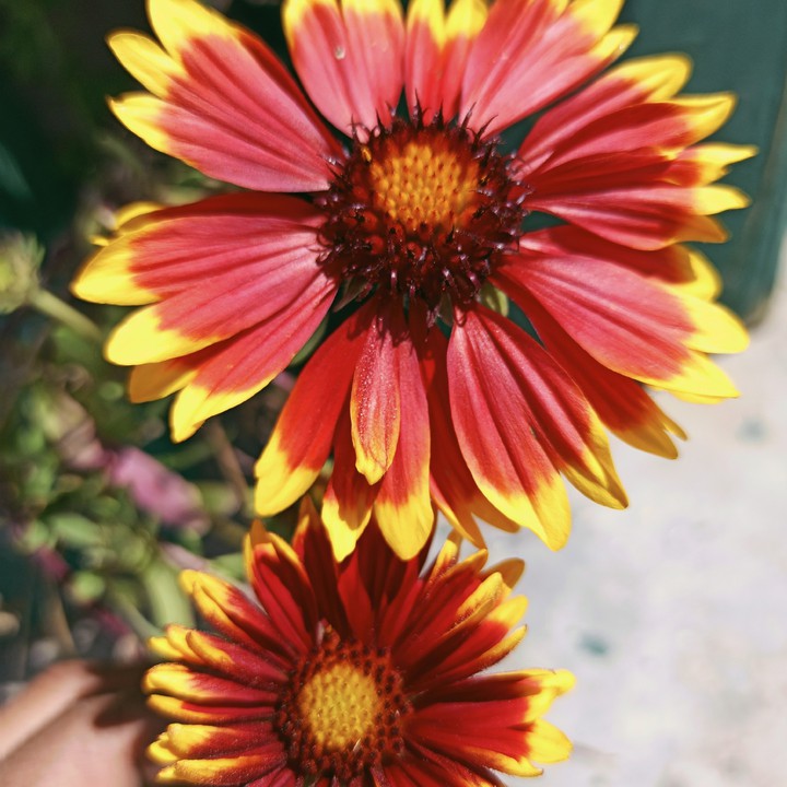flower