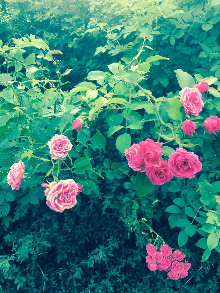 Pinky Roses