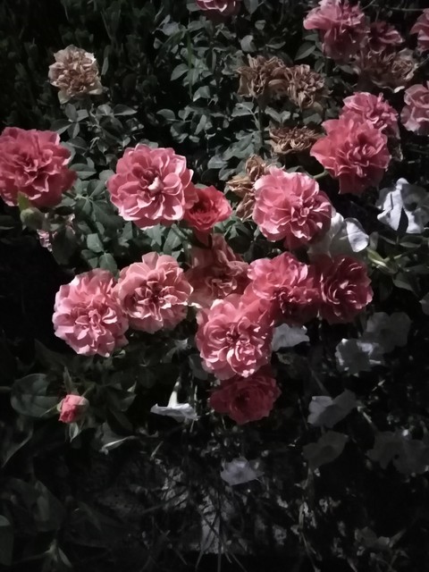 plant, pink壁紙