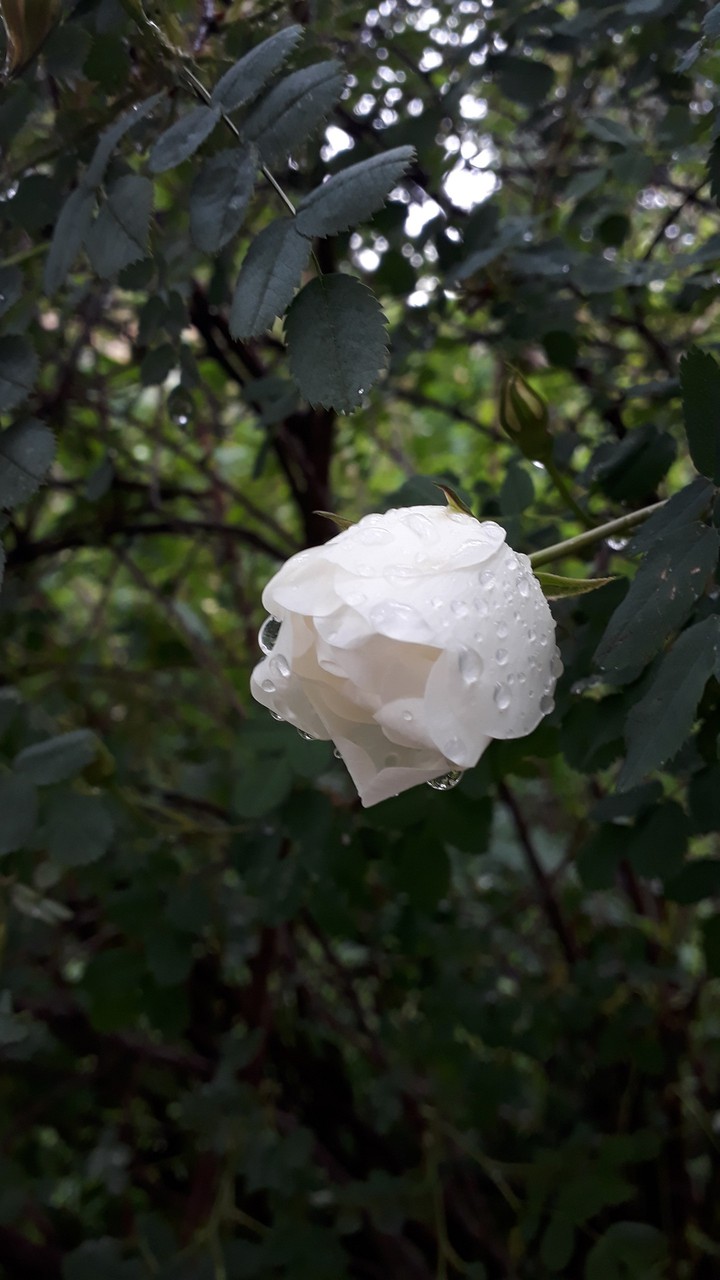 after rain