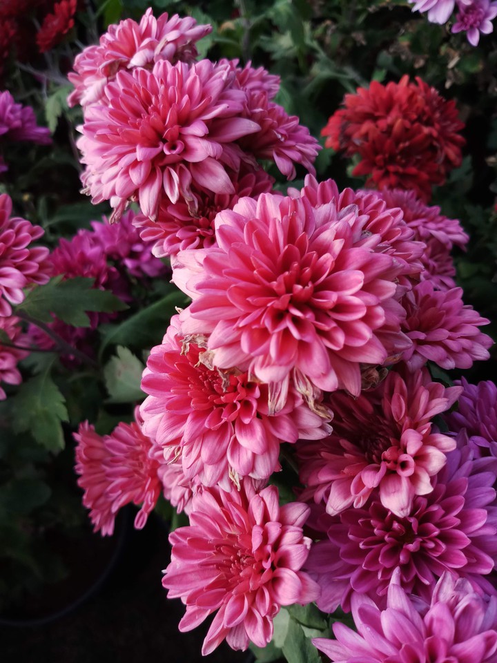 pink