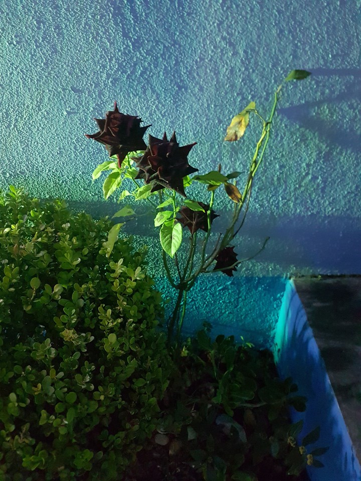 Black roses