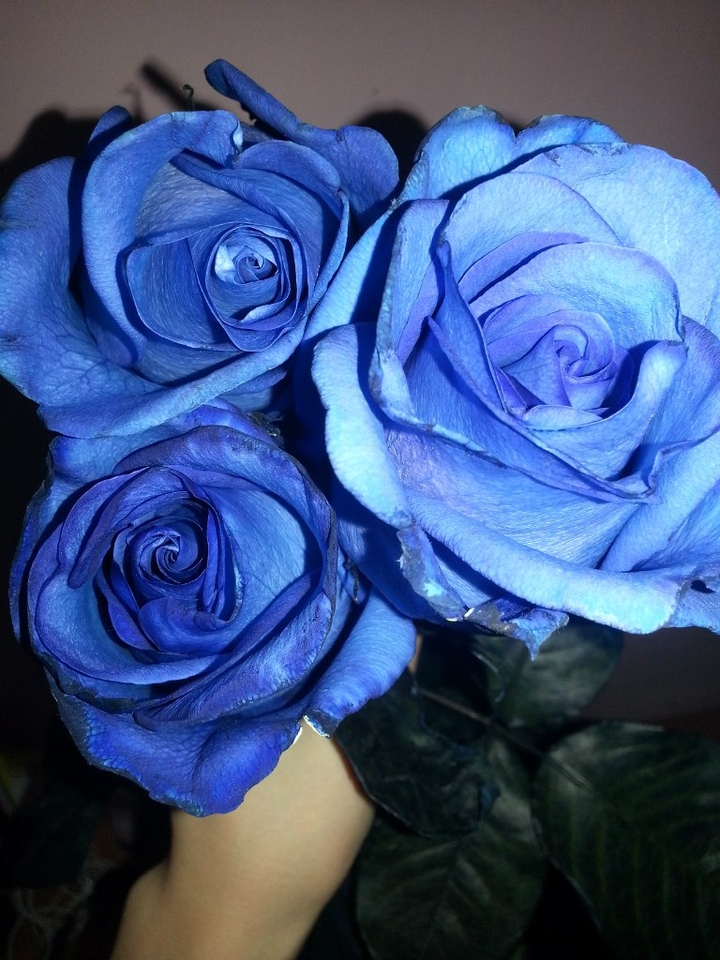 My lovely blue roses  