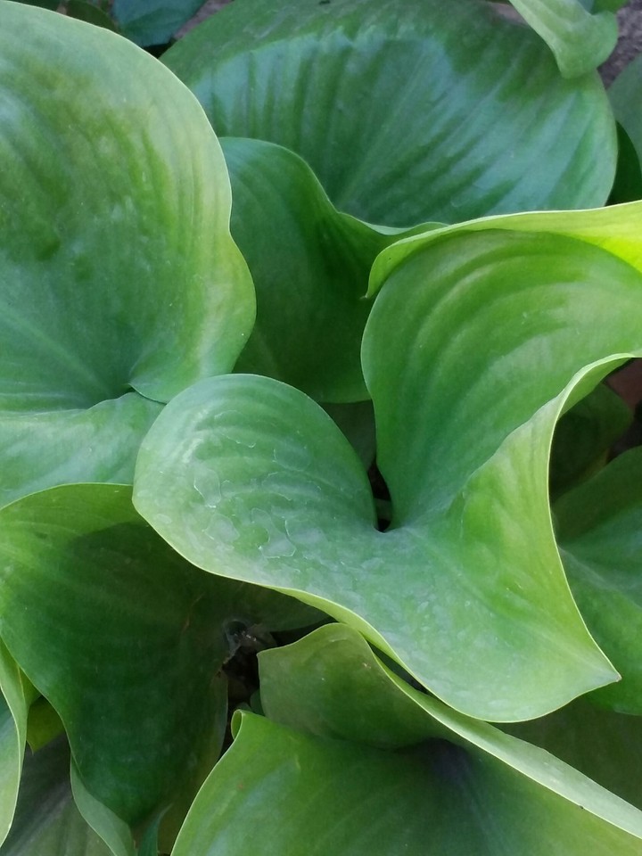 plant.....