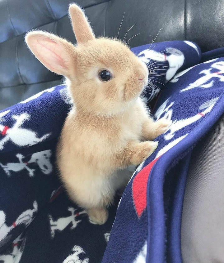 Rabbit