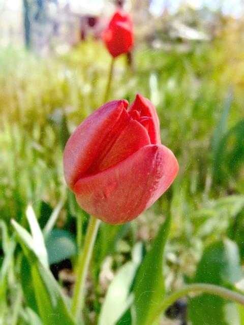 tulips