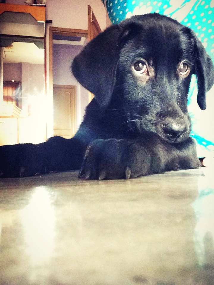 Oscar
