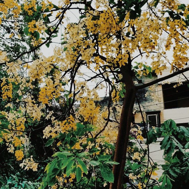 floral