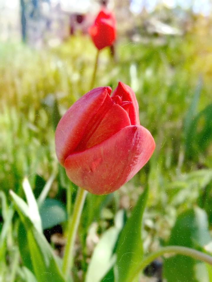 tulips