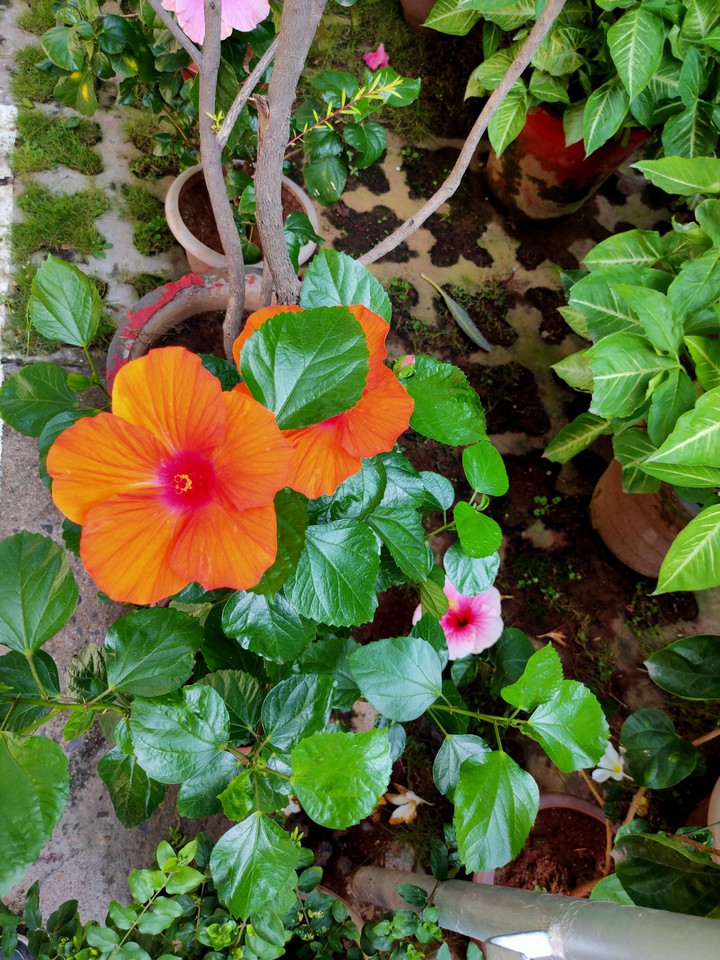 Flowers