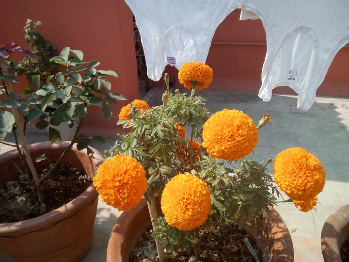 flower