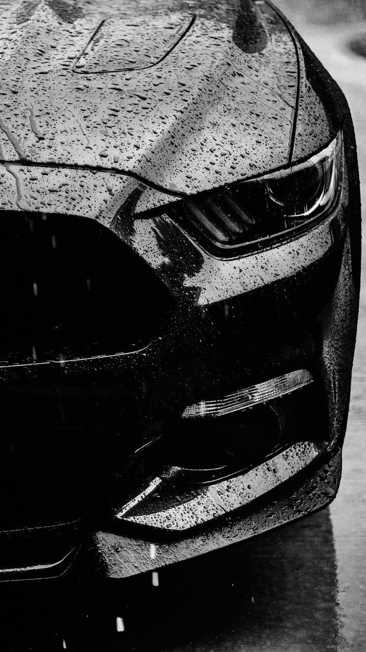 black beauty