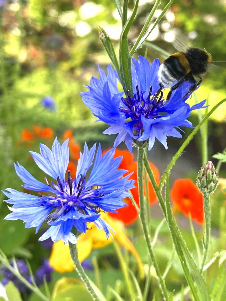 Bumblebee and flowers