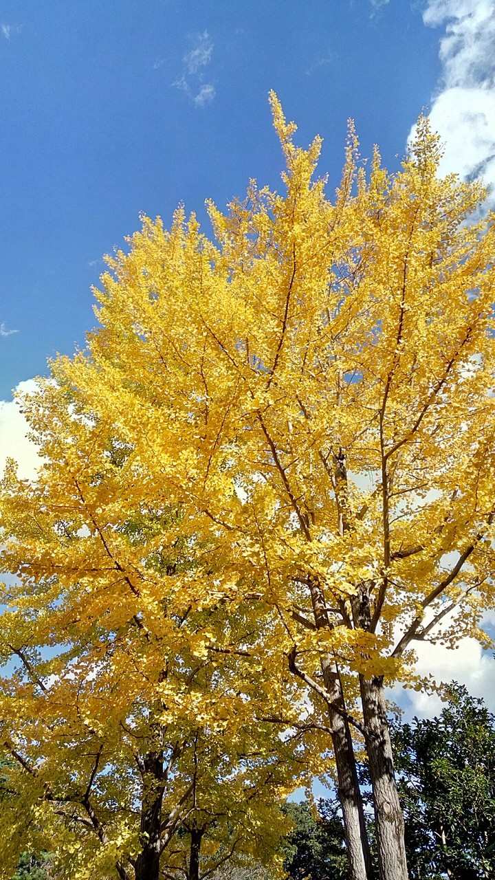 autumn