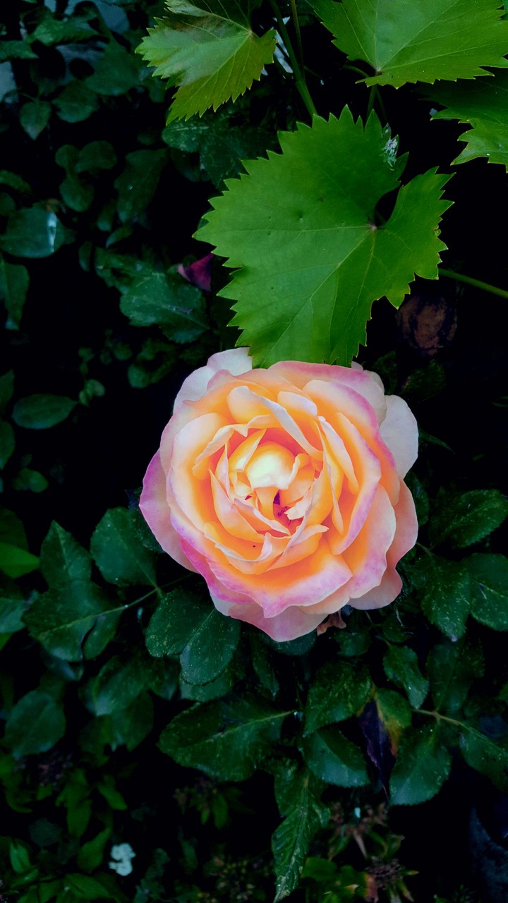 Awesome rose