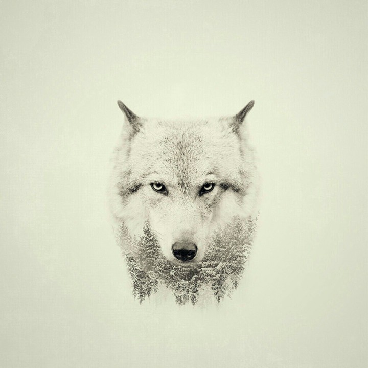 loup