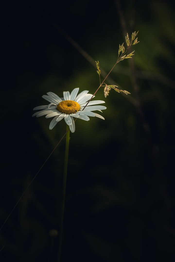 ♡´･ᴗ･`♡