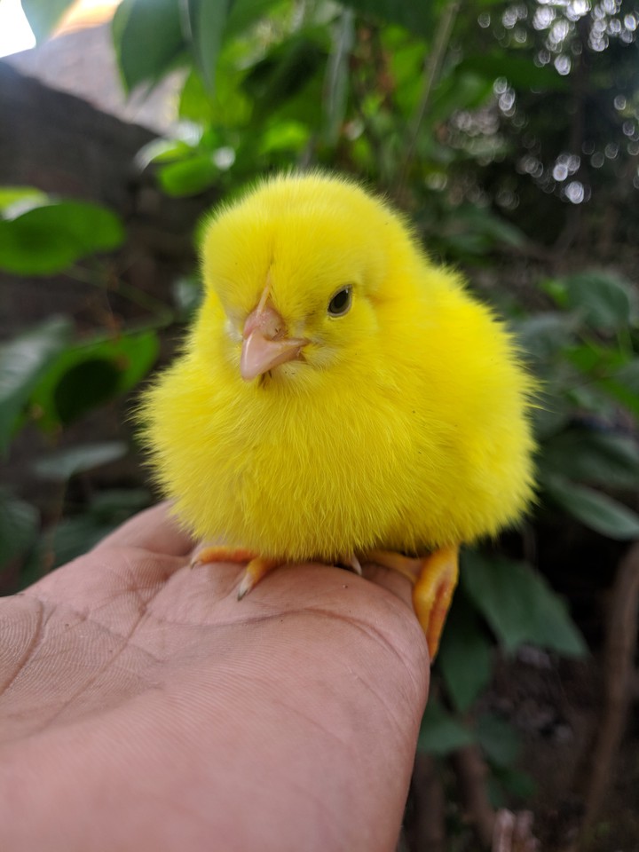 CUTE CHICKEN PIE ?