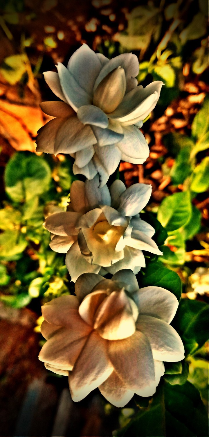 flowers..