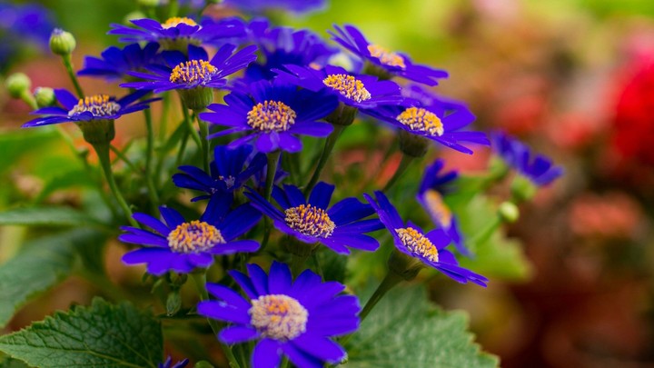 flower violet!!!!