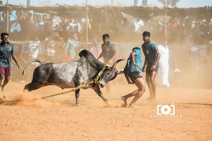 Manjuvirattu