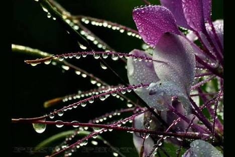Dew