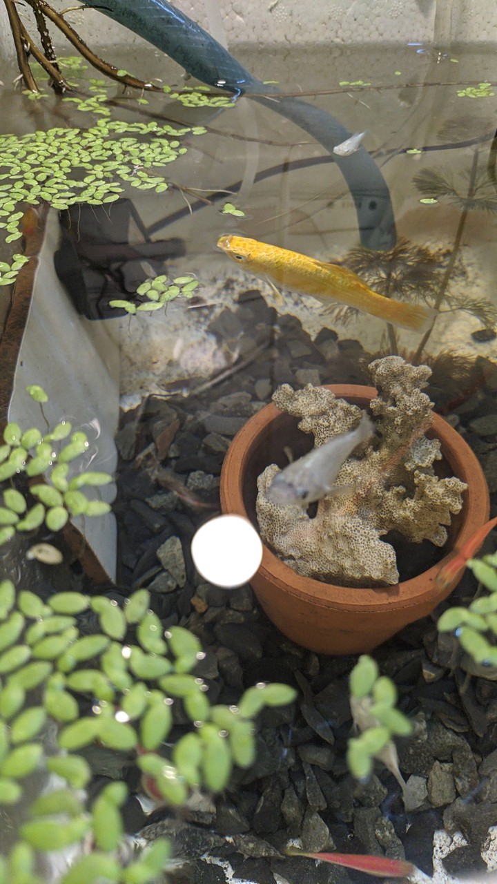 my fish