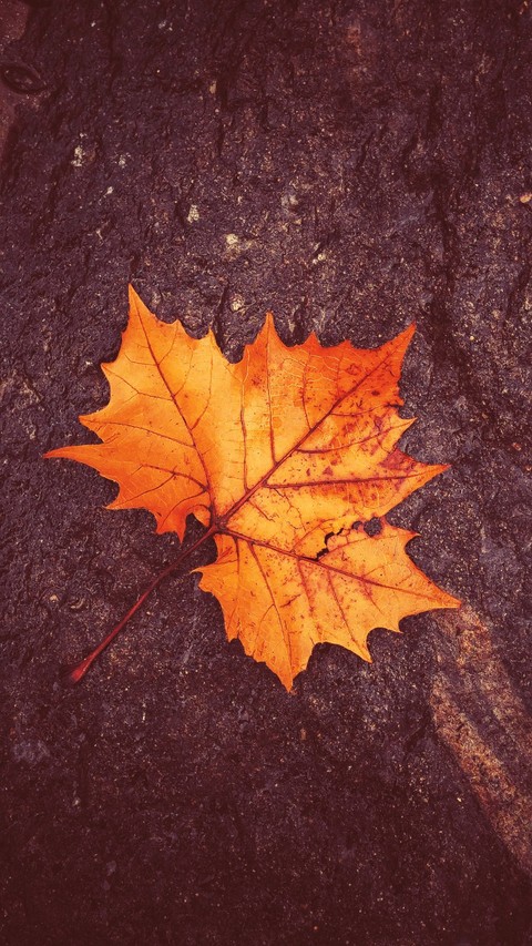 leaves