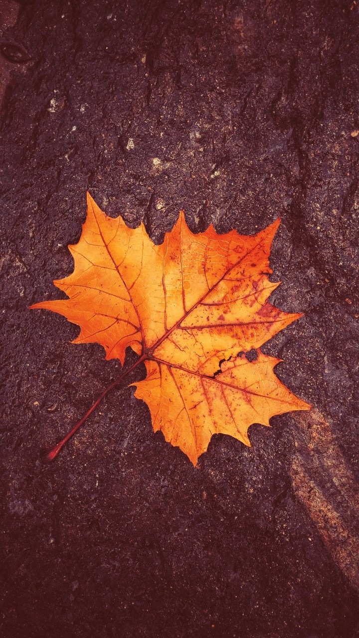 leaves