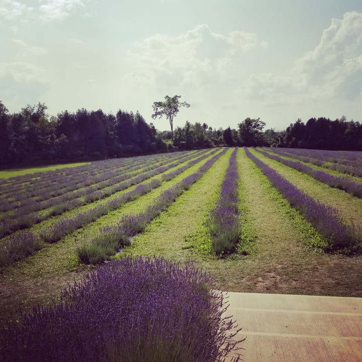 lavender farm..
