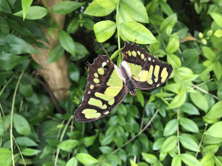 butterfy